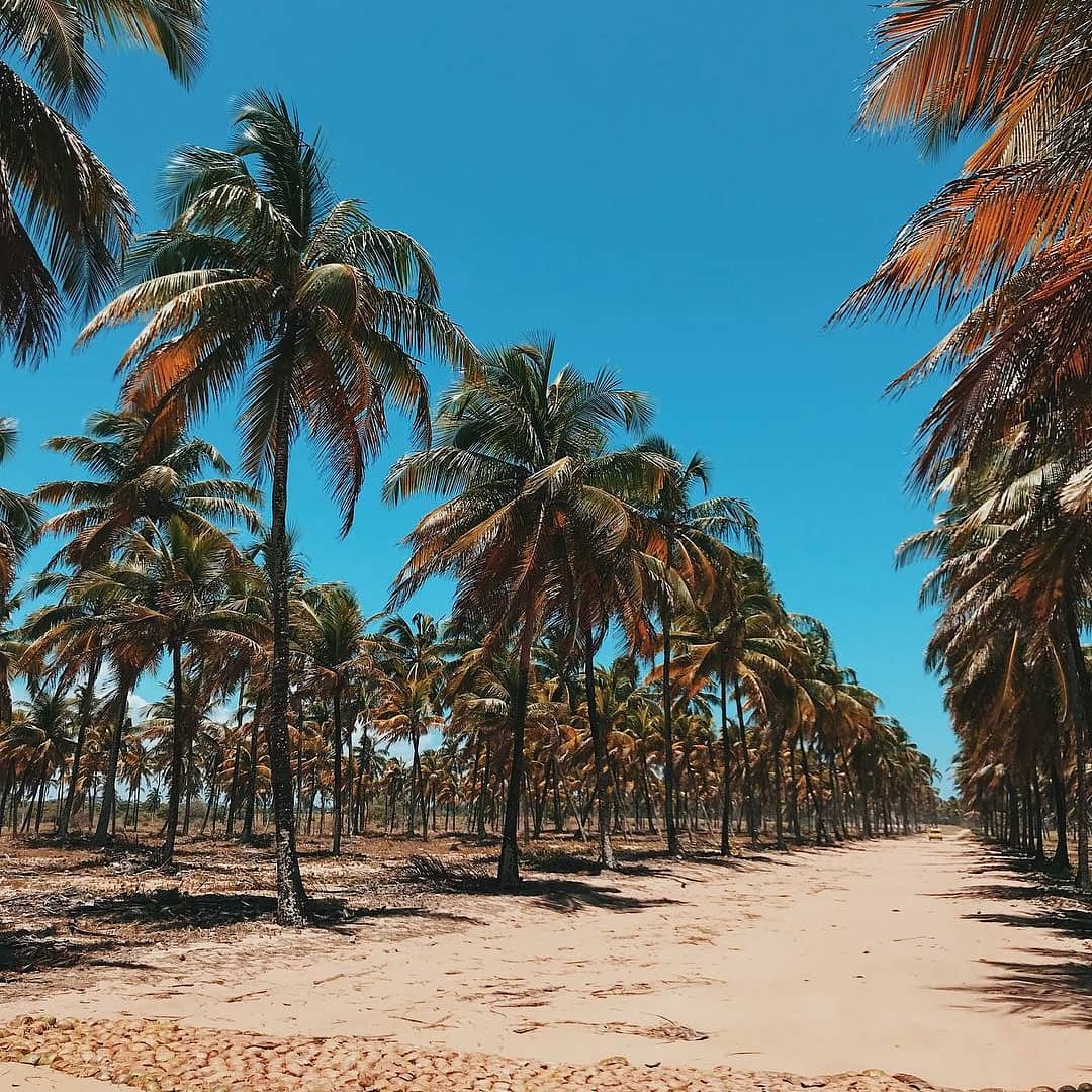 Passeio Recife Porto de Galinhas - Imagem 2